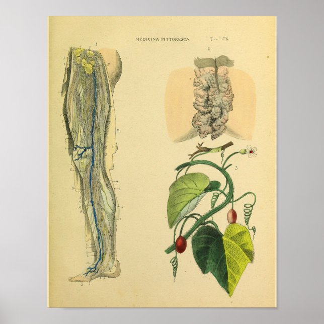 Leg Lymphatics Veins Anatomie Vinatge Art Print Poster (Vorne)