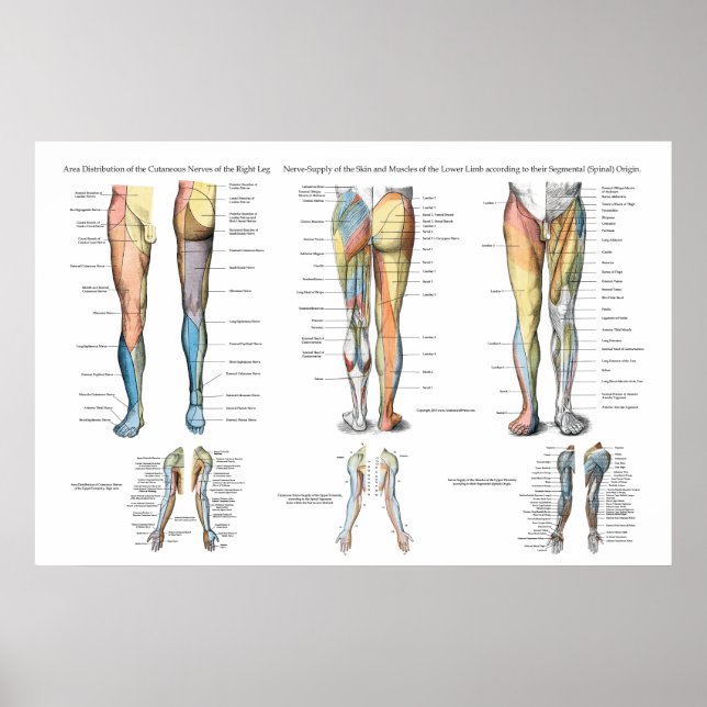 Leg Nerve Inervation of Lower Extremities Poster (Vorne)