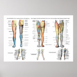 Leg Nerve Innervation of Lower Extremities Poster