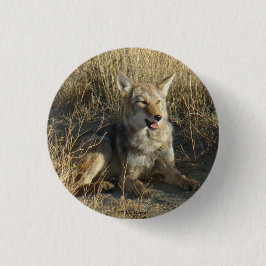 Legen des Kojote-R18 Button