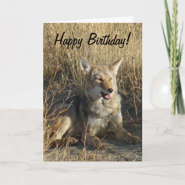 Legen des Kojote-R18 Karte (Vorderseite)