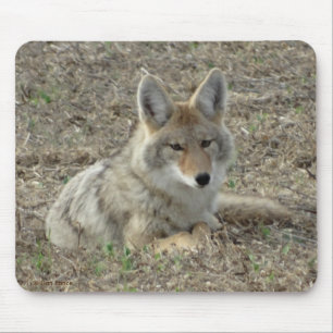 Legen des Kojote-R22 Mousepad