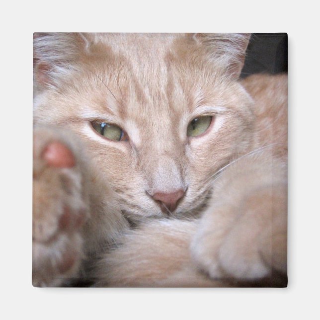 Legendäre Proportionen Magnet (Vorne)