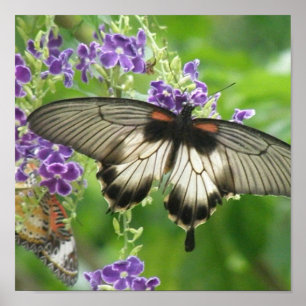 Legende von Schmetterlingen Poster Print