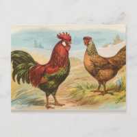 Leghorns