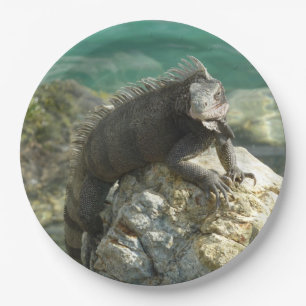Leguan auf den Felsen in St. Thomas Pappteller