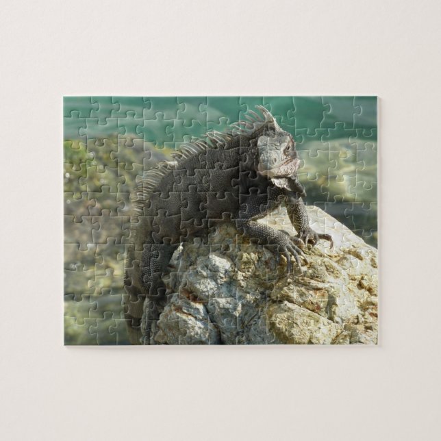 Leguan auf den Felsen in St. Thomas Puzzle (Horizontal)