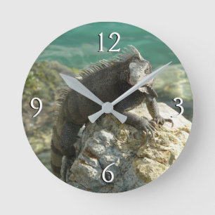 Leguan auf den Felsen in St. Thomas Runde Wanduhr