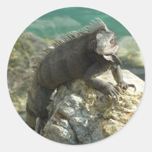 Leguan auf den Felsen in St. Thomas Runder Aufkleber