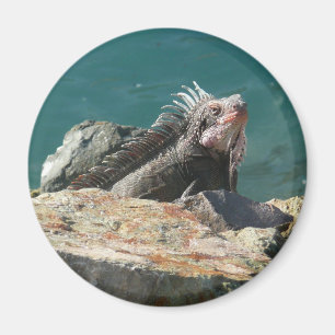 Leguan auf St. Thomas Magnet