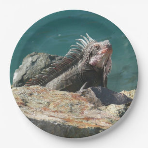 Leguan auf St. Thomas Pappteller