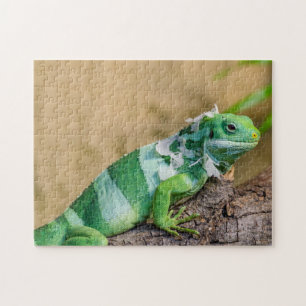 Leguan-Foto-Puzzlespiel Puzzle