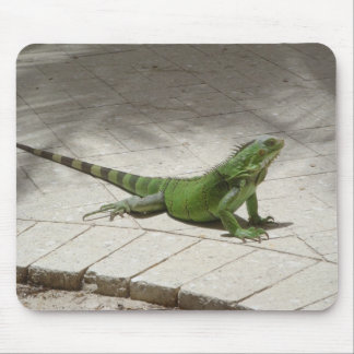 Leguan mousepad