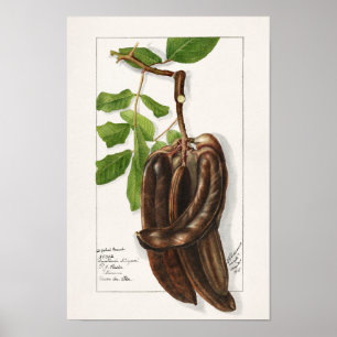 Legume (Ceratonia Siliqua L.) Fruchtmalerei Poster
