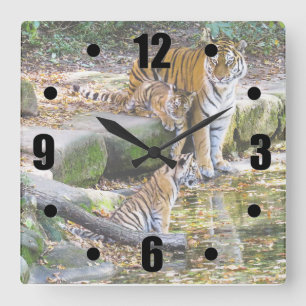 Lehren aus dem Leben Mutter Tiger und Jungen Quadratische Wanduhr