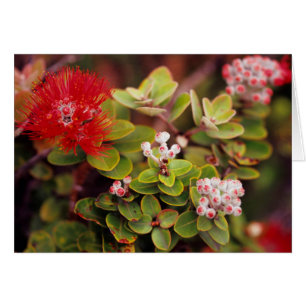 Lehua-Blüten in Hawaii-Vulkane