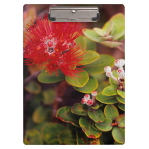 Lehua-Blüten in Hawaii-Vulkanen Klemmbrett
