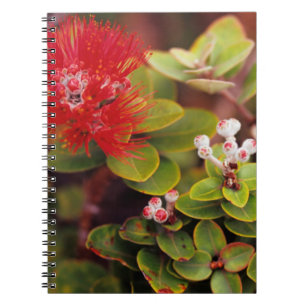 Lehua-Blüten in Hawaii-Vulkanen Notizblock