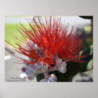 Lehua FlowerVolcano-Nationalpark Poster
