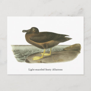 Leicht bebauter Sooty Albatross, John Audubon Postkarte