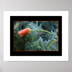 Leicht Mattiertes Kalifornien-Mohn Poster