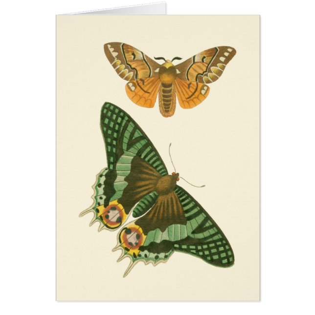 Leicht umgrenzte Schmetterlingsmalerei (Vorne)