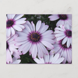 Leicht violette Blumen mit Lila Hintergrund Postkarte