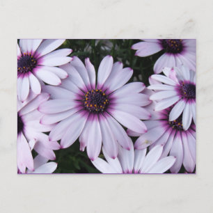 Leicht violette Blumen mit Lila Hintergrund Postkarte