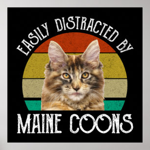 Leicht von Maine-Coons abgelenkt Poster