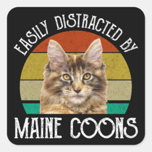 Leicht von Maine-Coons abgelenkt Quadratischer Aufkleber