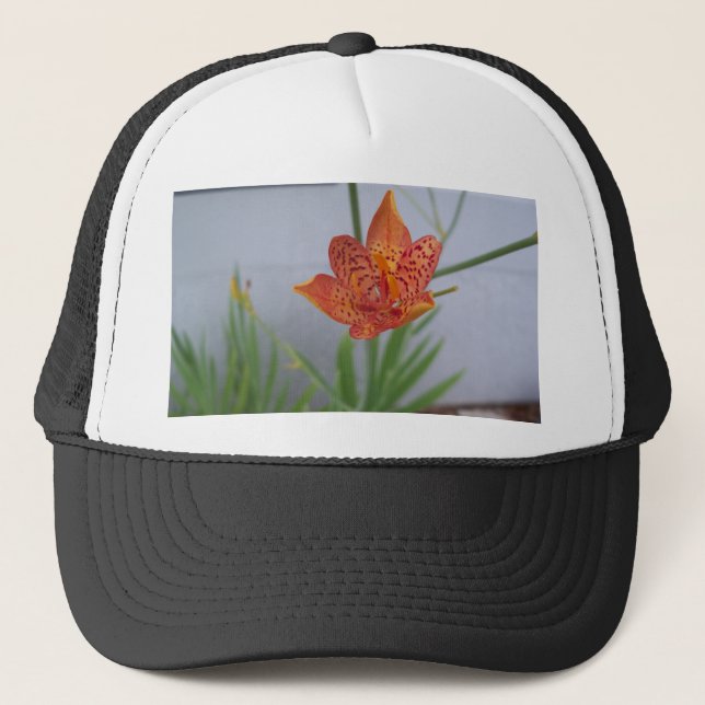 Leichte gepunktete BlackBerry-Lilie in einem Garte Truckerkappe (Vorderseite)