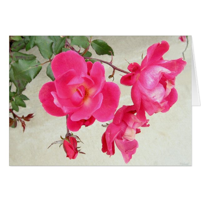 Leichte Rose (Vorderseite (Horizontal))