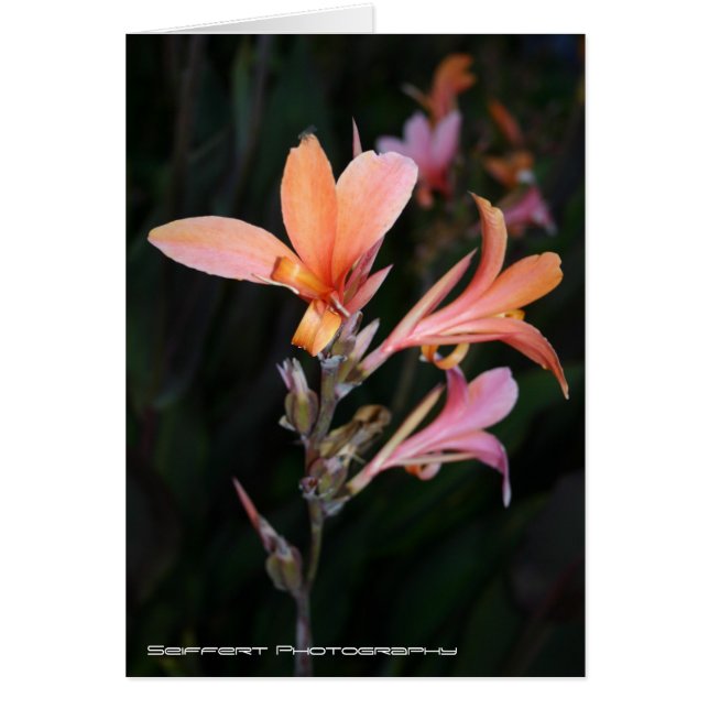 Leidenschaft (Vorne)