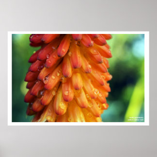 Leidenschaft, Kreativität, Feuer - eine kühne Blum Poster