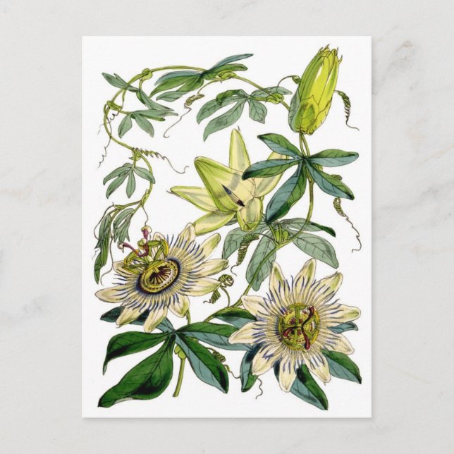Leidenschafts-Blumen-botanische Illustration Postkarte (Vorderseite)