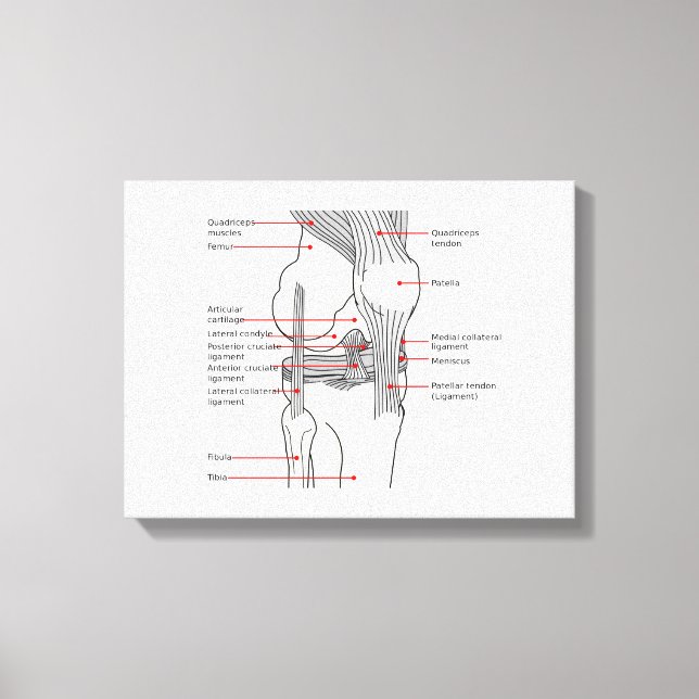 Leinwand Anatomisches Diagramm (Vorderseite)