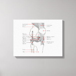 Leinwand Anatomisches Diagramm menschliches rechte