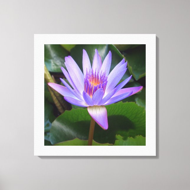 Leinwand Art-Lotus Blume (Vorderseite)