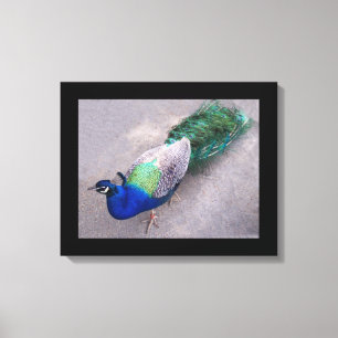 Leinwand Art Peacock