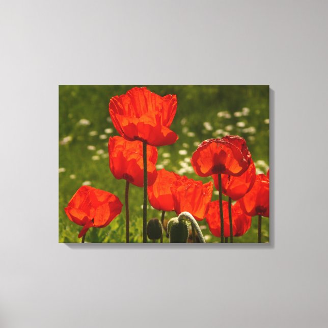 Leinwand Art-Poppies (Vorderseite)