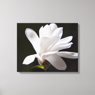 Leinwand Art-Star Magnolia Blume