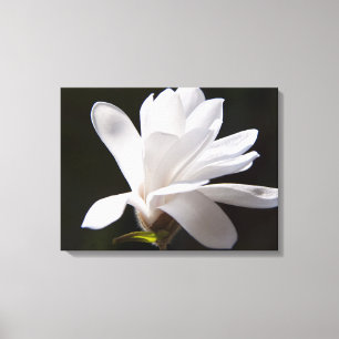Leinwand Art-Star Magnolia Blume