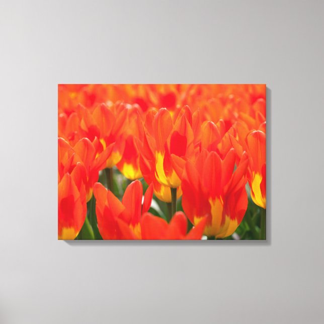 Leinwand Art-Tulips (Vorderseite)