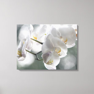 Leinwand Art-White Orchids