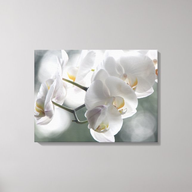 Leinwand Art-White Orchids (Vorderseite)
