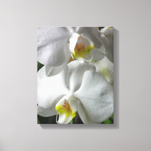 Leinwand Art-White Orchids
