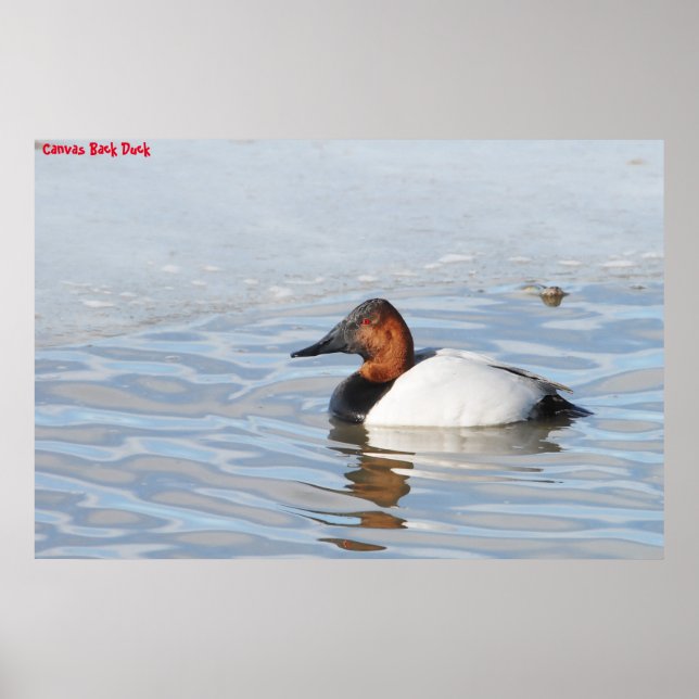 Leinwand Back Duck Poster (Vorne)