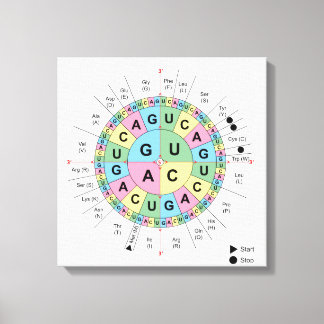 Leinwand Codons Amino Acids Tabelle Genetischer Co