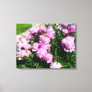 Leinwand der Blume Rosa Rosa