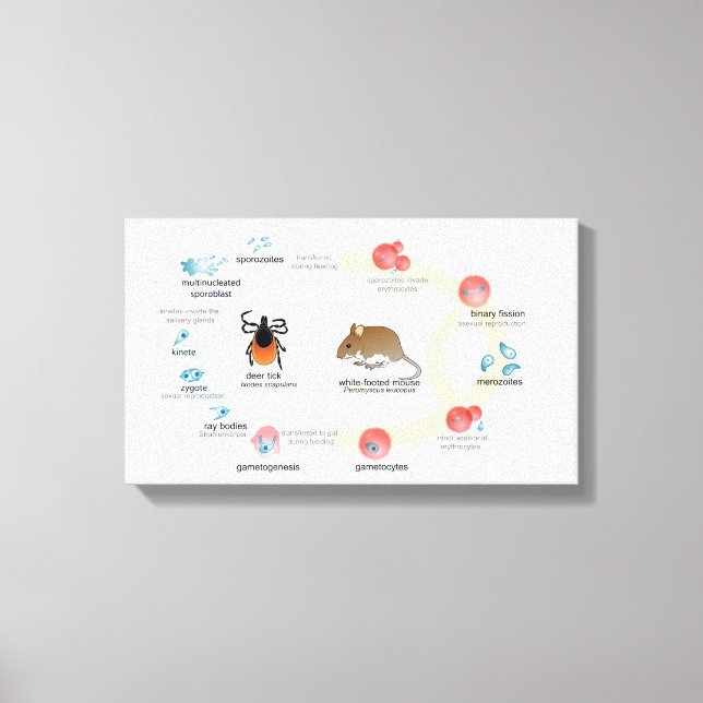 Leinwand Diagramm Babesia microti Lebenszyklus (Vorderseite)